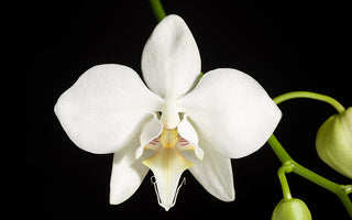 phalaenopsis aphrodite