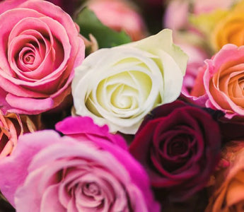 Rose Color Meaning