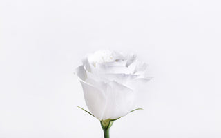 What is the Meaning of a White Flower? Let the Flowers Do the Talking!