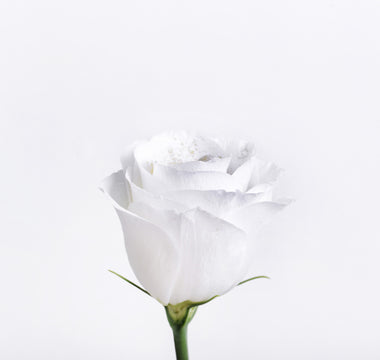 What is the Meaning of a White Flower? Let the Flowers Do the Talking!