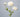 White Carnation Flowers