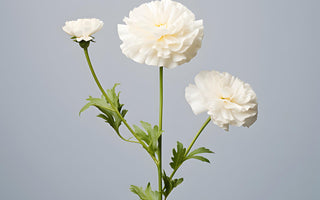 White Carnation Flowers