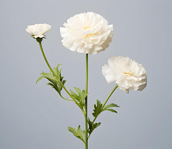 White Carnation Flowers