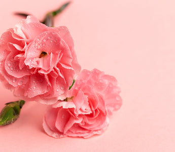 Why Pink Carnation Flowers Deserve a Spot in Your Home