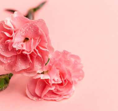 Why Pink Carnation Flowers Deserve a Spot in Your Home