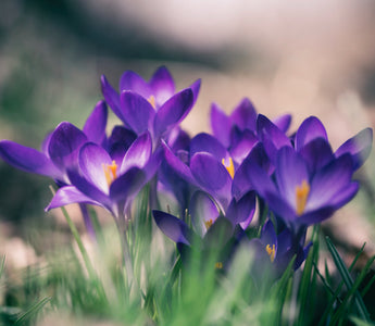 February Birth Flowers: Winter's Blooming Wonders Explored
