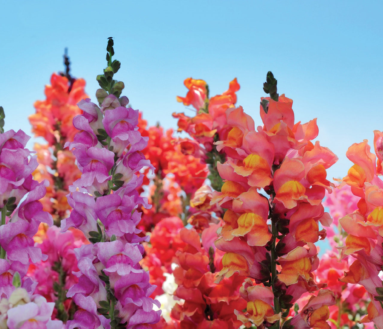 Snapdragon Flower Meaning The Story Behind the Bloom Eternity Flower®