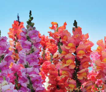 Snapdragon Flower Meaning: The Story Behind the Bloom