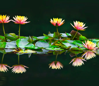 Pisces Birth Flowers: Discover Their Symbolic Meanings