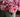 Flowers for Birthday: Choosing Blooms for Each Month