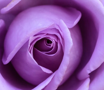 purple rose meaning