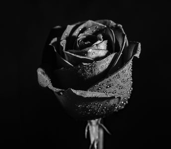 Black Rose Meaning: More Than Just a Dark Bloom