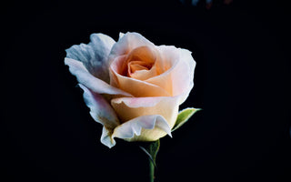 How Long Do Roses Last: A Guide to Flower Lifespan