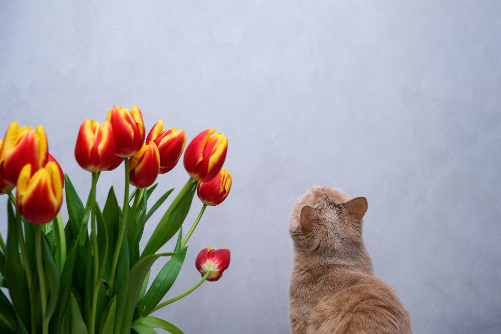 Are Tulips Toxic to Cats? Symptoms, Diagnosis & Tips by Veterinary Eternity Flower®