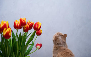 are tulips toxic to cats