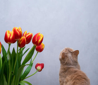 are tulips toxic to cats