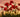 Poppy Flower Meaning: Myths and Legends Explored