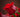 Roses Color Meaning
