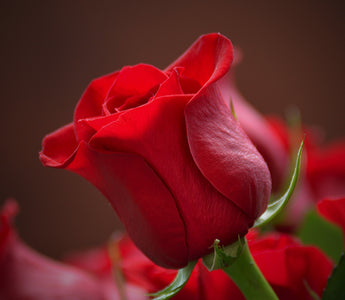 Roses Color Meaning