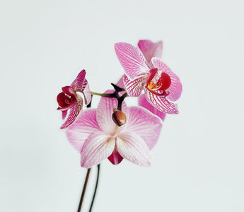 Pink Flower Names: Embrace the Delicate Beauty of Blossoms