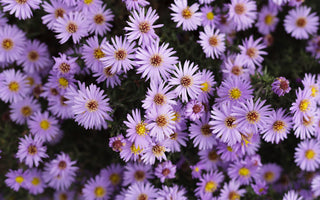 September Birth Flowers: Top Varieties and Meanings