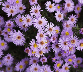 September Birth Flowers: Top Varieties and Meanings