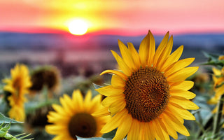 Sunflower Meaning: A Tale of Adoration and Loyalty