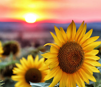 Sunflower Meaning: A Tale of Adoration and Loyalty