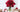Christmas flower gifts