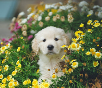 Poisonous Flowers for Dogs