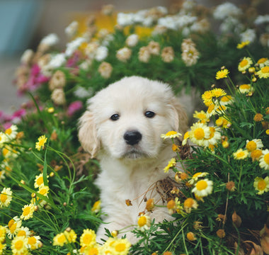 Poisonous Flowers for Dogs
