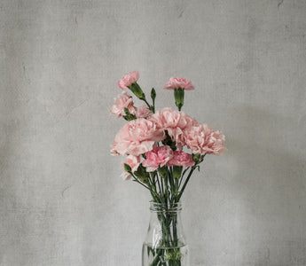 Carnation Meaning: The Symbolism Behind the Bloom
