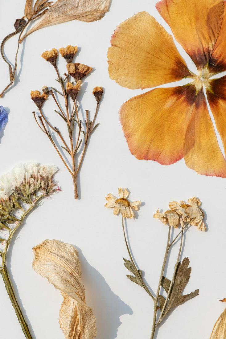 Timelessness in Petals How Long Do Dried Flowers Last? Eternity Flower®