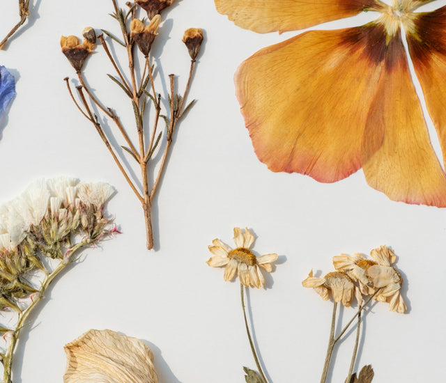 Timelessness in Petals How Long Do Dried Flowers Last? Eternity Flower®