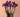 Flowers That Mean Strength: Floral Symbolism Explored