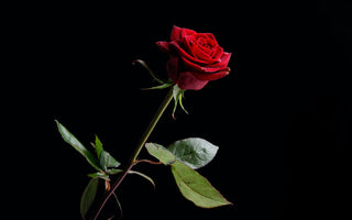 Types of Roses: Discovering the Diversity in Rose Species