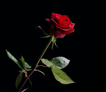 Types of Roses: Discovering the Diversity in Rose Species