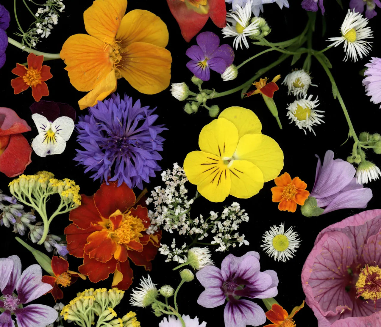 What Your Favorite Flower Says About You Based on Its Hidden Meaning