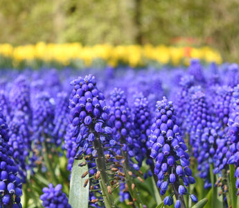 Hyacinth Flower Meaning: Significance of This Spring Bloom
