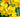 Flowers That Start With D