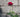 history of roses 