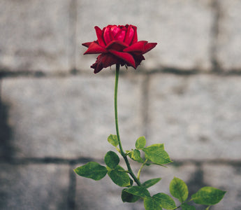 history of roses 
