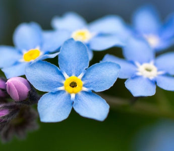 alaska state flower