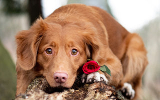 Petals and Paws: Are Roses Toxic to Dogs? Let's Dig In!