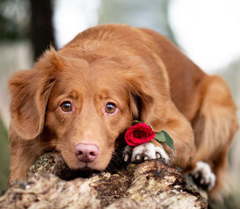 Petals and Paws: Are Roses Toxic to Dogs? Let's Dig In!