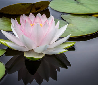 Lotus Flower Meaning: A Guide to Its Symbolism