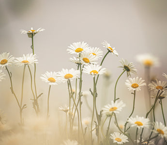 Daisy Flower Meaning in Different Cultures
