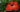 rafflesia arnoldii, Largest Flower in the World May Become Extinct