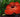rafflesia arnoldii, Largest Flower in the World May Become Extinct