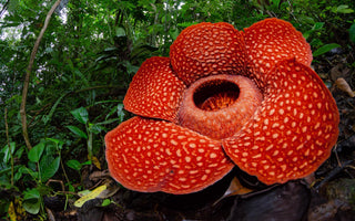 rafflesia arnoldii, Largest Flower in the World May Become Extinct